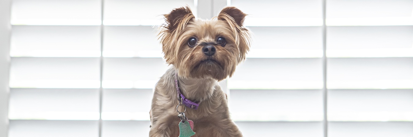 Dog in front of interior shutters in Boston