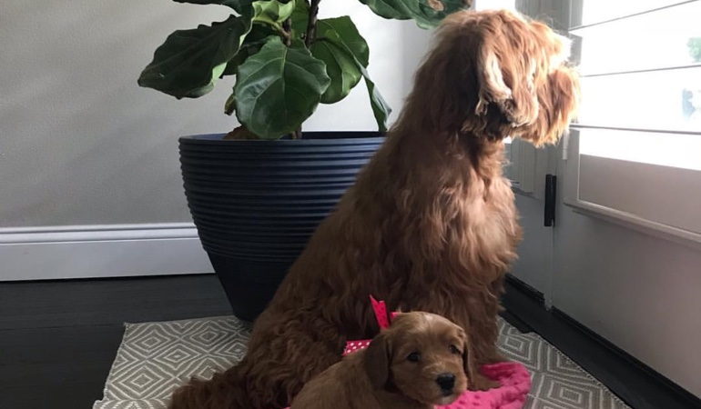 Your windows and doors should have window treatments that even your dogs can't destroy. Dogs Looking Out Of Window Treatments